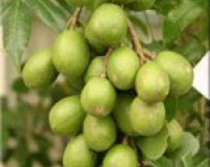 June plum- 2 to 3   feet tall   - ship in 3 gal pot