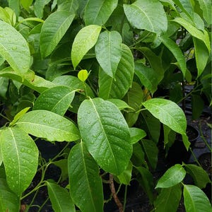 White champaca - 4 feet tall - airlayer tree - ship in 3 gal pot