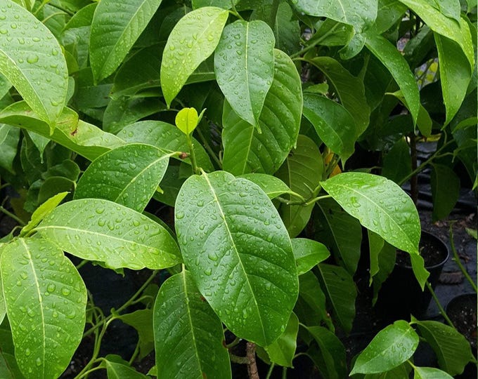 White champaca - 4 feet tall - airlayer tree - ship in 3 gal pot