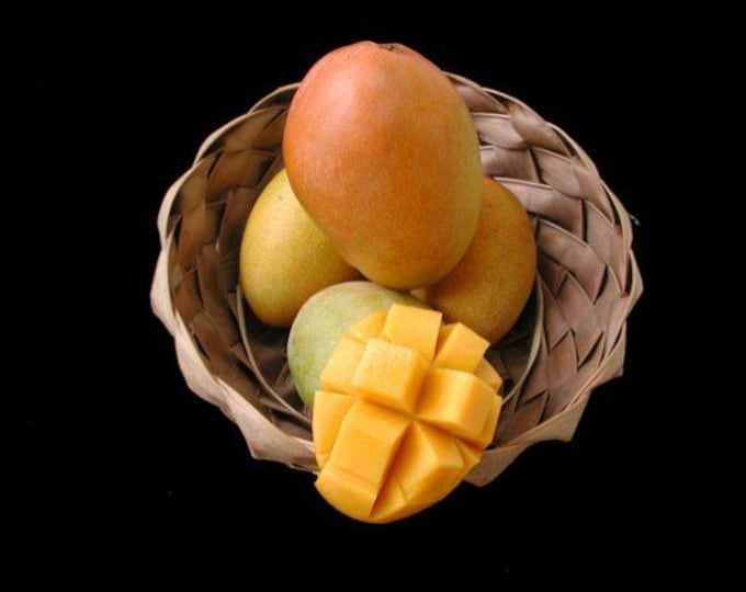 Glenn mango tree -  1 Starter - 6" to 1  feet tall - Ship in 6" Pot