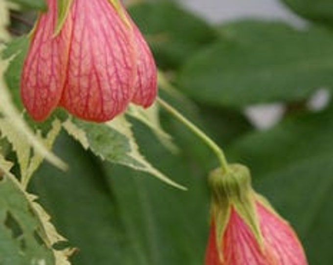 Abutilon ‘souvenir de bonn’ 1 feet tall  ship in 6" pot