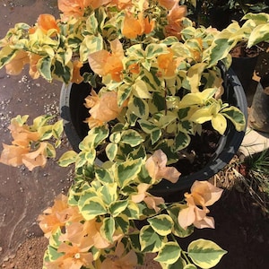 Bougainvillea Yellow Variegated - Etsy