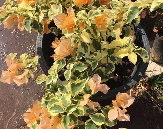 Orange ice bougainvillea - 1  feet tall - ship in 6" pot
