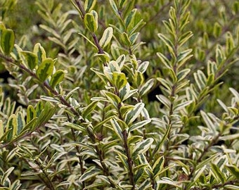 Lonicera nitida 'Lemon Beauty'  - 3" Tall - Ship in 3" Pot