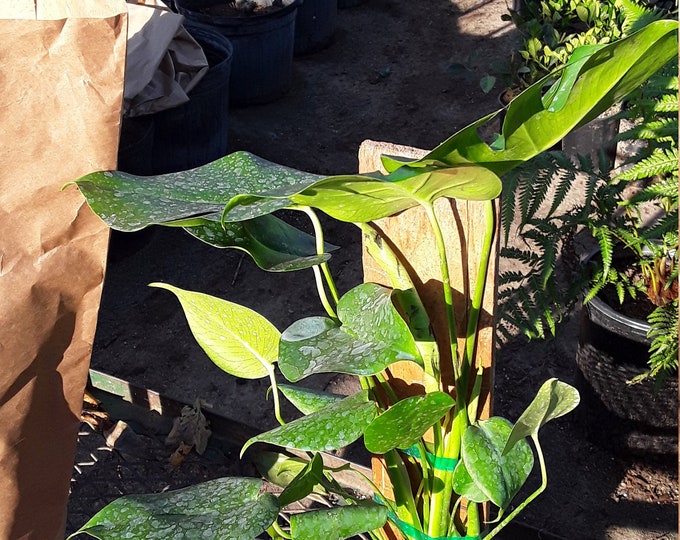 Split Leaf Philodendron Monstera - 1 Feet Tall - Ship in 6" Pot