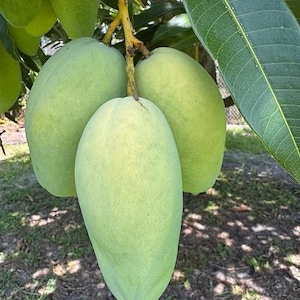 May include: Close-up of three green mangoes hanging from a tree branch. The mangoes are oval-shaped with a smooth skin and a pale green color. A large green leaf is visible on the right side of the image.