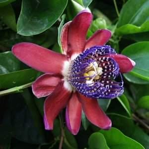May include: A close-up of a vibrant purple and white passionflower with red petals. The flower has a unique, intricate design with a central yellow stamen.