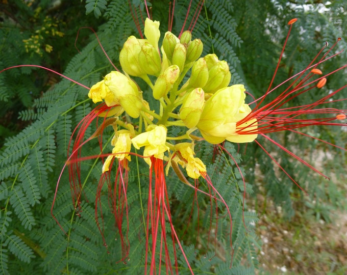 Yellow Bird of Paradise - Caesalpinia gilliesii - 1 Feet Tall - Ship in 6" Pot