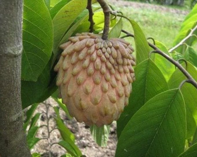 Lisa atemoya fruit tree -  2 to 3 feet tall - ship in 3gal pot