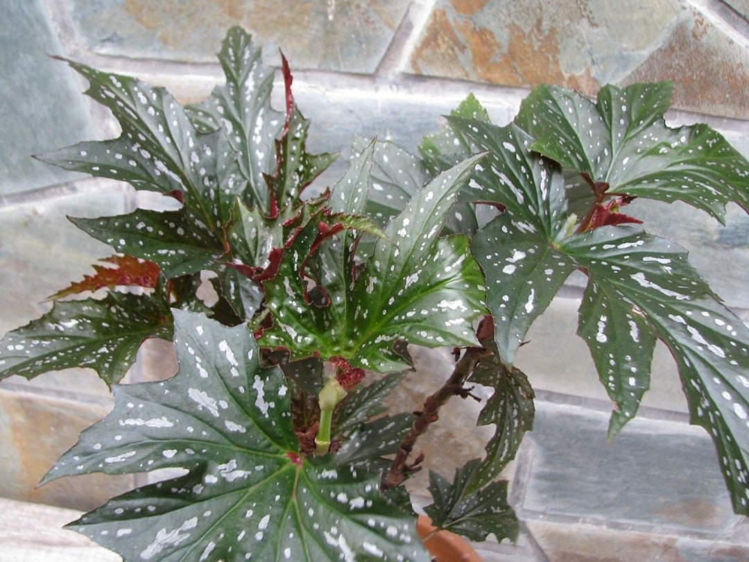 Begonia on sale sophie cecile
