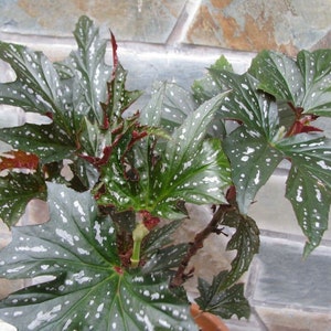 Begonia Sophie Cecile -  1 Feet  Tall - Ship in 6" Pot