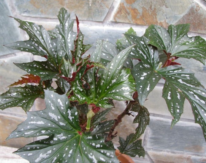 Begonia Sophie Cecile -  1 Feet  Tall - Ship in 6" Pot