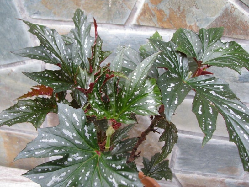 Begonia Sophie Cecile 1 Feet Tall Ship in 6 Pot image 1