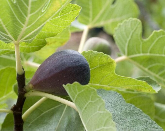 Fig Black Mission - 1 Plants  - 2 to 3  feet Tall  - Ship in  Pot