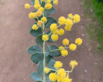 Acacia cultriformis-1 live plant-1 gallon pot