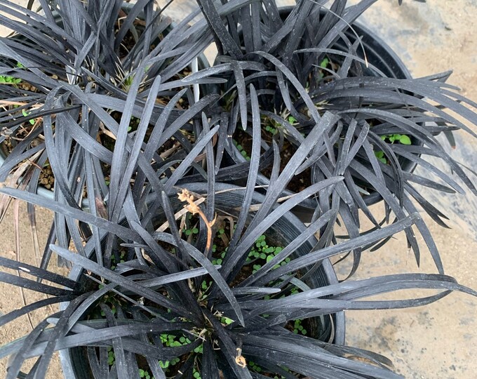 Black mondo grass ‘ophiopogon japonicus’  ship in 6" pot