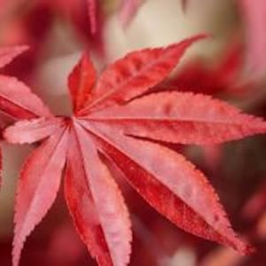 May include: A vibrant red Japanese maple leaf with seven distinct, pointed lobes and serrated edges. The leaf displays a deep crimson hue with visible veins running through each segment, showcasing a delicate and intricate natural structure.