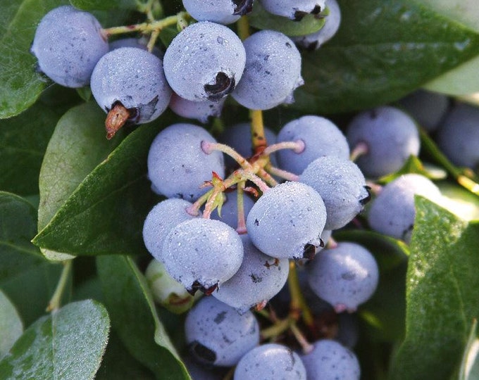 Bluecrop  Highbush Blueberry -  1 Feet Tall - Ship in 6" Pot