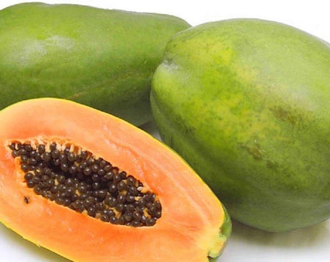 Mexico papaya - 2 feet tall - ship in 3Gal pot