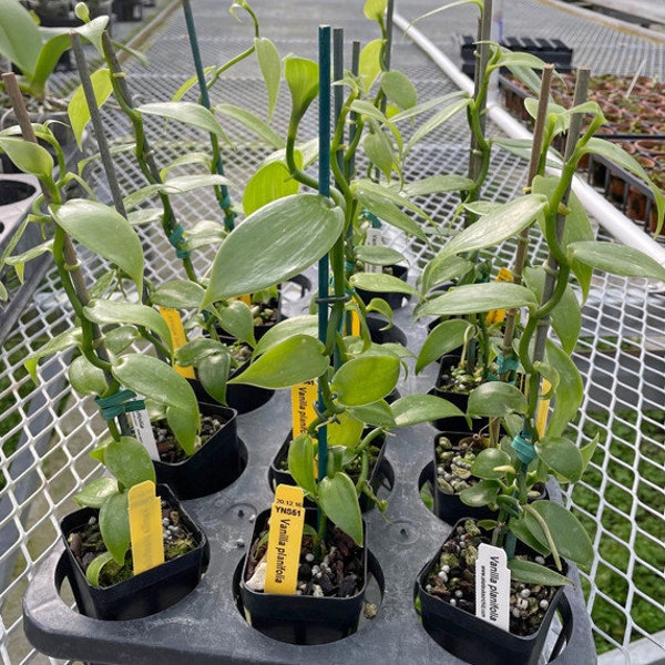 Vanilla Bean Plant Etsy