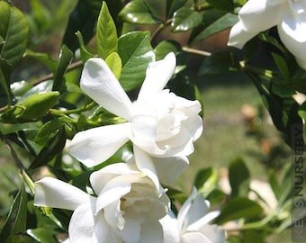 Mystery Gardenia - 1 Plants - 1 Feet Tall - Ship in 6" Pot