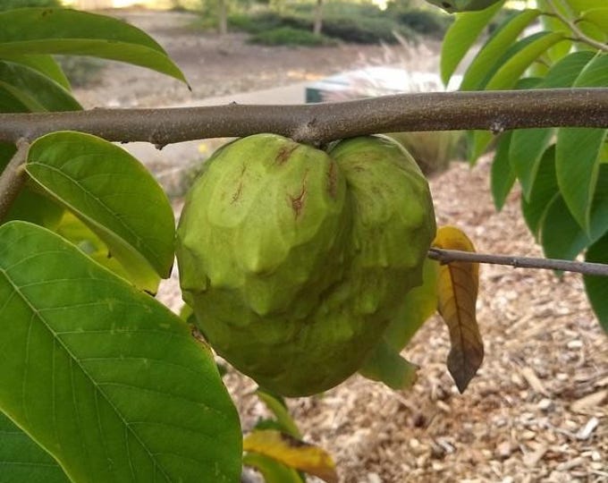 Cherimoya Chaffery - 2 to 3 feet tall - grafted tree - ship in 3 gal pot