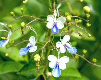 May include: A close-up of a cluster of blue and white flowers with long, thin stems and green leaves. The flowers have a delicate, butterfly-like shape.