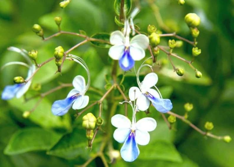 StylabBeauty Clerodendrum ugandense - Thumbnail 2