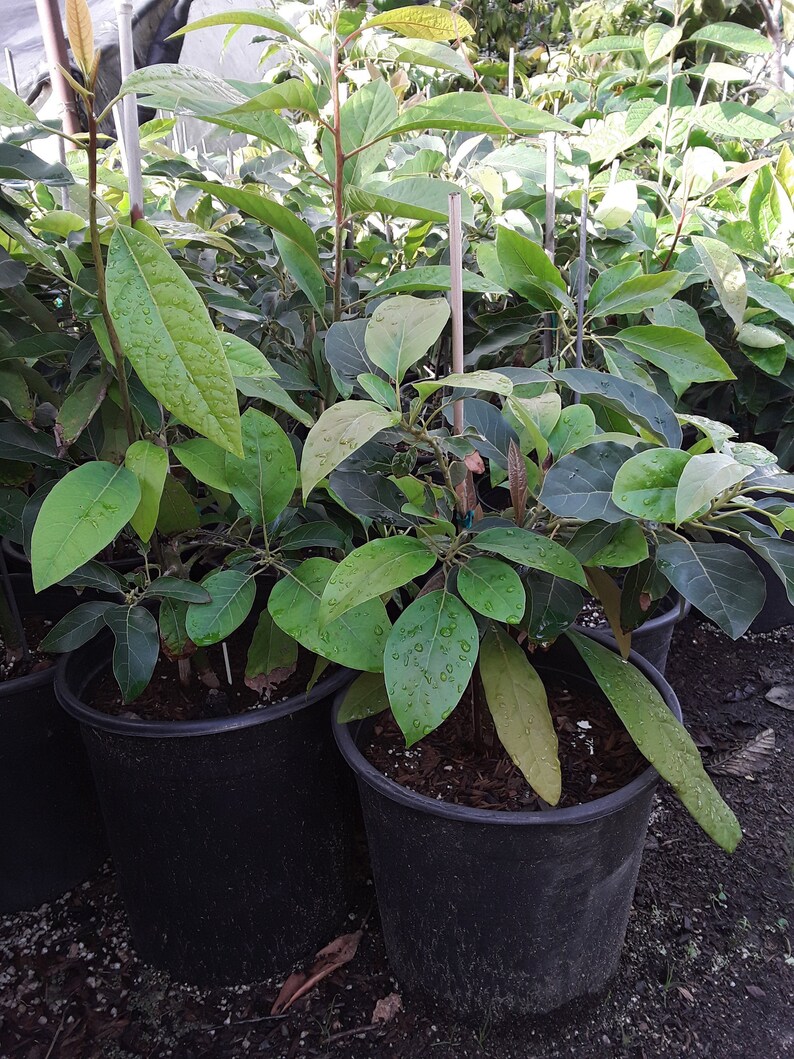 Bacon Avocado Grafted Tree 2 Feet Tall Ship in 6 Pot Etsy