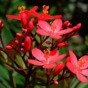 May include: Close-up of vibrant red flowers with delicate petals and orange stamens. The flowers are in full bloom, surrounded by red buds and green foliage. The image captures the beauty of nature.