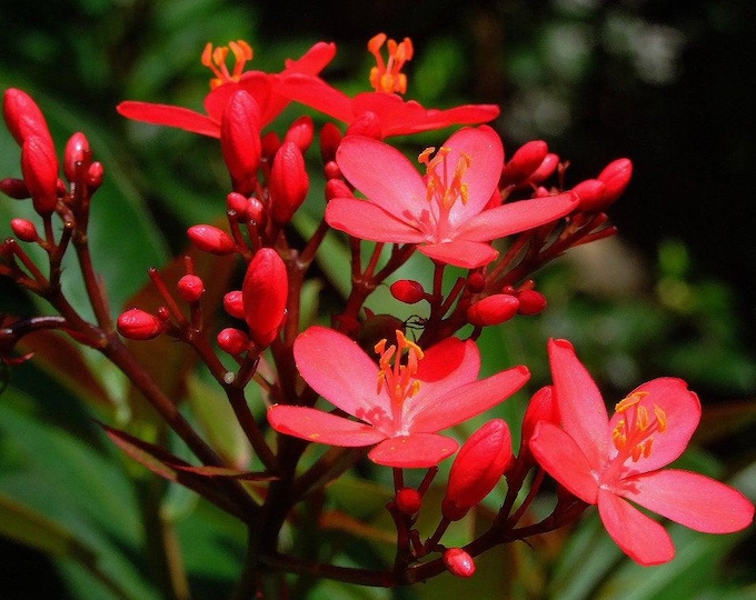 Nhất chi mai  - jatropha integerrima 'compacta' red - 2 feet tall - ship in 3 gal pot