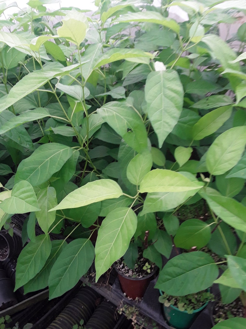 Lá cách Premna serratifolia L. Ship in 3 Tall Pot image 1