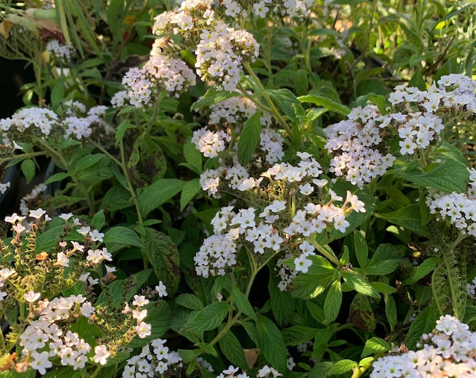 White heliotrope ‘heliotropium arborescens’ live plant 6” pot