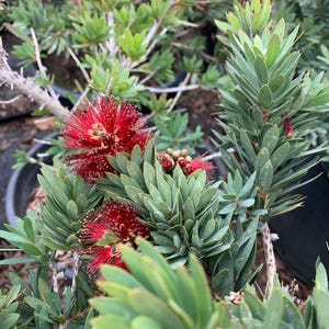 May include: A close-up of a red bottle brush plant with green leaves. The plant is in a pot and the flowers are in bloom.