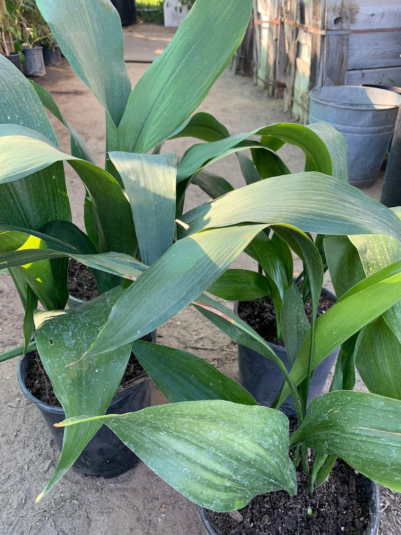 Cast iron (aspidistra elatior) live plant