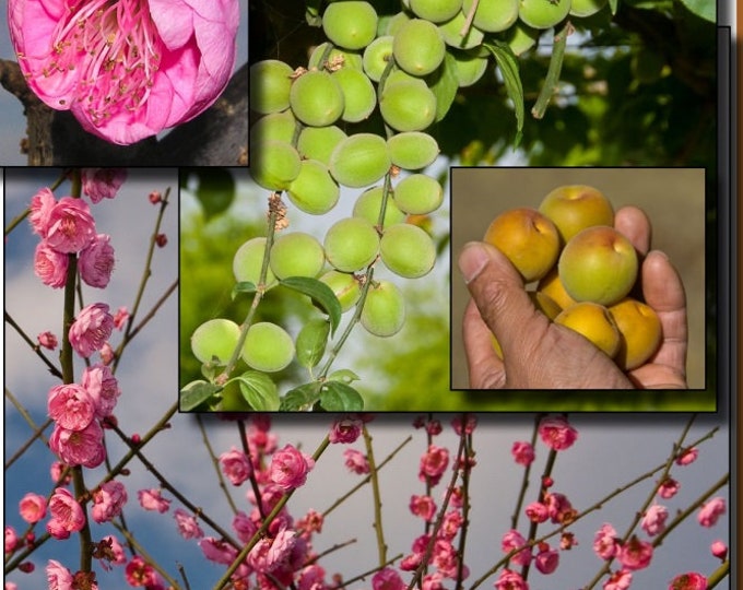 Double Pink  Ume Flowering apricot  -  2 to 3  Feet Tall - Ship in  Pot