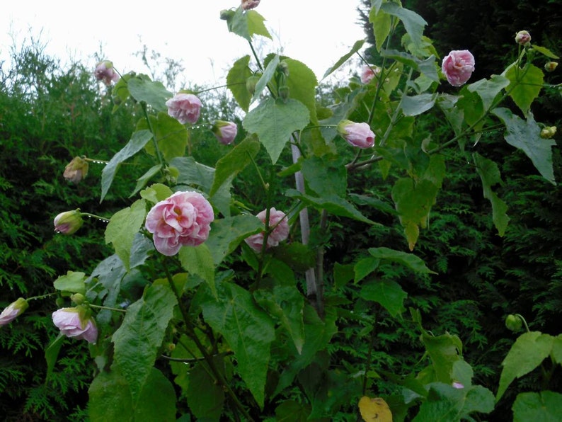 Abutilon 'Victorian Lady' 1 Plant 1 Feet Tall Ship in 6 Pot image 1