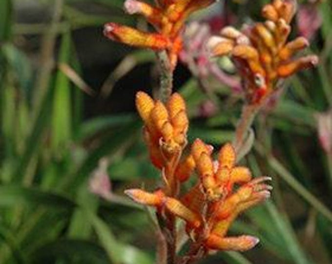 Anigozanthos kanga orange live plant 6” pot