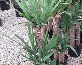 Yucca Elephantipes - 3  Feet Tall - 3 Plants in One Pot - Ship in 3 Gal Pot