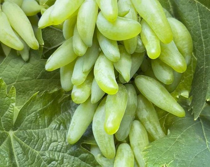 Zestful Waterfall Grape -  1 plants - 1 feet fall -  ship in 6" pot