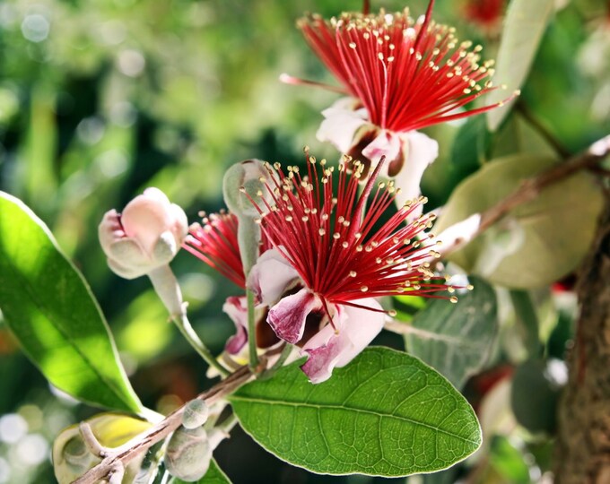 Pineapple guava (feijoa sellowiana) 1 feet tall  ship in 6" pot