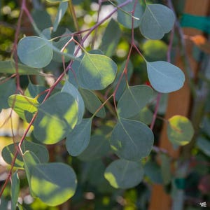 May include: Close-up of a eucalyptus branch with green leaves. The leaves are oval-shaped and have a smooth texture. The branch is thin and has a reddish-brown color.