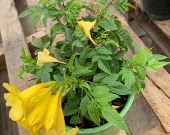 Yellow tacoma sun trumpet live plant  ship in 6" pot