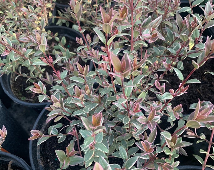 New**chilean guava variegated (ugni molinae ‘flambeau’)  ship in 6" pot