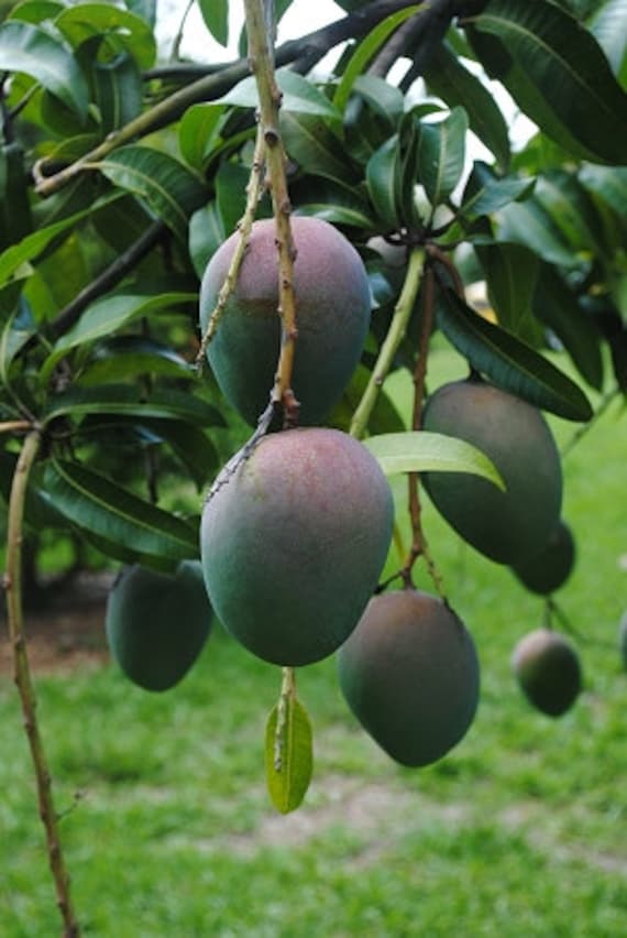 Kent Mango Tree 1 Starter 8 Tall to 1 Feet Etsy