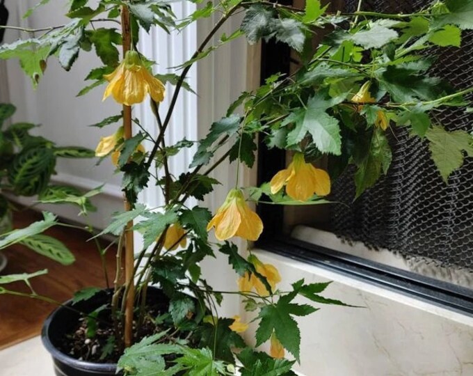 Abutilon 'Frieda' - 1 Plant - 1 Feet Tall  - Ship in 6" Pot