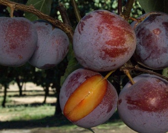 Flavor King Pluot Tree  - Prunus 'Flavor King' - 4 to 5 Feet Tall - Ship in 3Gal pot