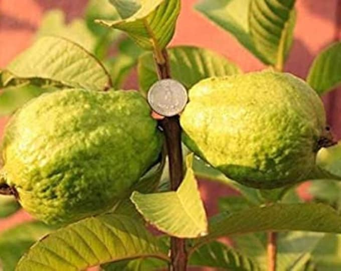 Vietnamese Giant White Flesh Guava  -  Oi Xa li - 1 to 2  Feet Tall - Ship in 6" Pot