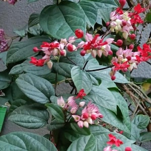 Red-Purple Bleeding Heart Vine, Clerodendrum thomsoniae -  1 to 2  Feet Tall - Ship in 6" Pot