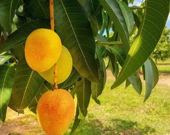Alphonso mango tree  - Seedling - 1 feet tall - ship in pot 6" Pot
